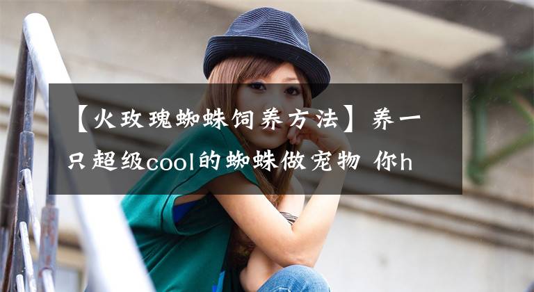 【火玫瑰蜘蛛饲养方法】养一只超级cool的蜘蛛做宠物 你hold得住吗？