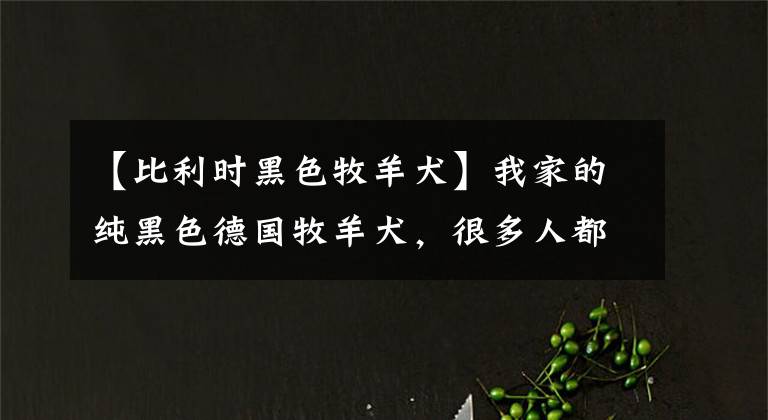 【比利时黑色牧羊犬】我家的纯黑色德国牧羊犬，很多人都认错