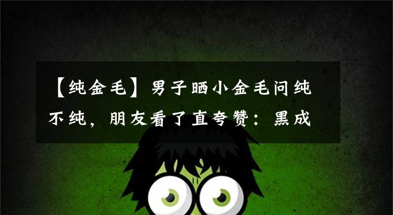 【纯金毛】男子晒小金毛问纯不纯，朋友看了直夸赞：黑成这样，什么狗都纯！