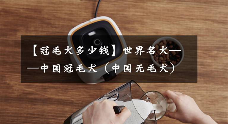 【冠毛犬多少钱】世界名犬——中国冠毛犬（中国无毛犬）玩具犬类