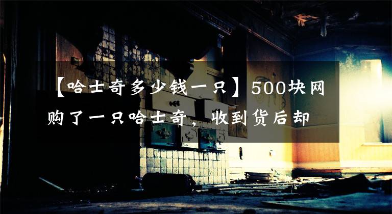 【哈士奇多少钱一只】500块网购了一只哈士奇，收到货后却觉得疑惑：这是啥品种啊？