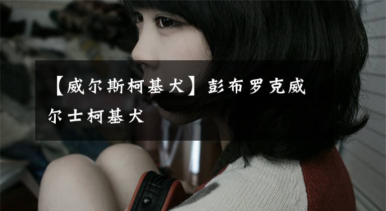 【威尔斯柯基犬】彭布罗克威尔士柯基犬