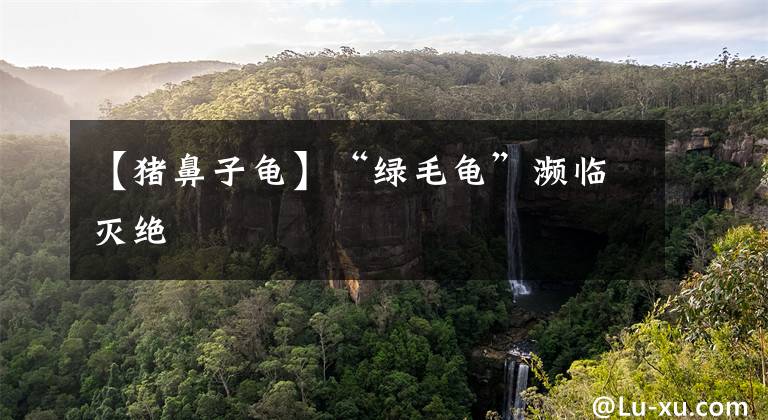 【猪鼻子龟】“绿毛龟”濒临灭绝