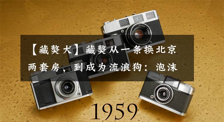 【藏獒犬】藏獒从一条换北京两套房，到成为流浪狗：泡沫是怎么破灭的？