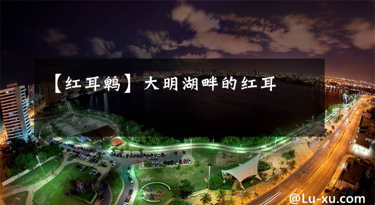 【红耳鹎】大明湖畔的红耳鵯