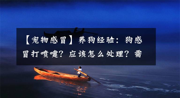 【宠物感冒】养狗经验:狗感冒打喷嚏?应该怎么处理?需要采取的措施参考