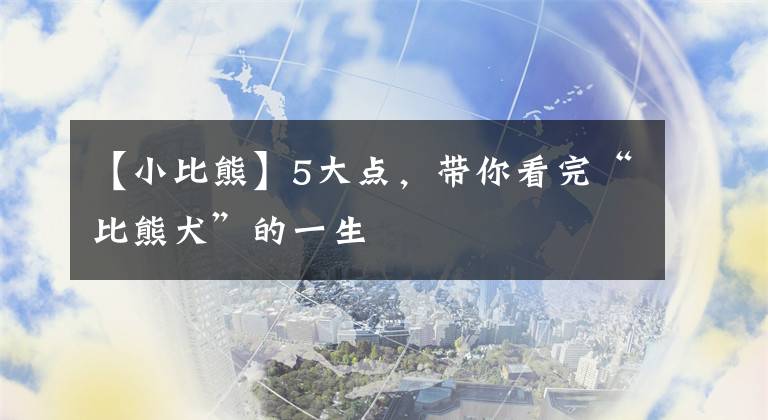 【小比熊】5大点,带你看完“比熊犬”的一生