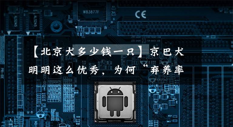 【北京犬多少钱一只】京巴犬明明这么优秀,为何“弃养率”这么高?大概是这些原因