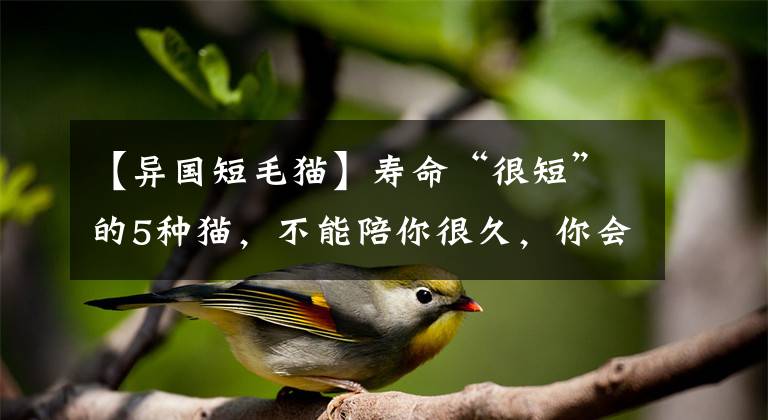【异国短毛猫】寿命“很短”的5种猫,不能陪你很久,你会养它吗?
