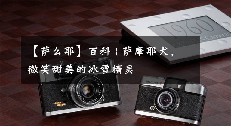 【萨么耶】百科 | 萨摩耶犬，微笑甜美的冰雪精灵