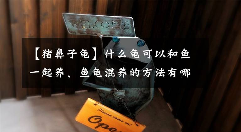 【猪鼻子龟】什么龟可以和鱼一起养，鱼龟混养的方法有哪些