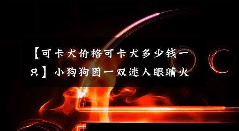 【可卡犬价格可卡犬多少钱一只】小狗狗因一双迷人眼睛火爆全网,网友:迪士尼在逃公主