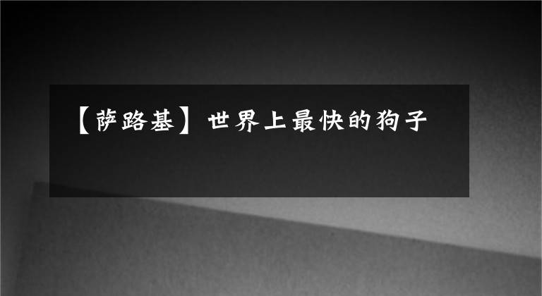 【萨路基】世界上最快的狗子