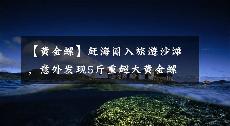 【黄金螺】赶海闯入旅游沙滩，意外发现5斤重超大黄金螺