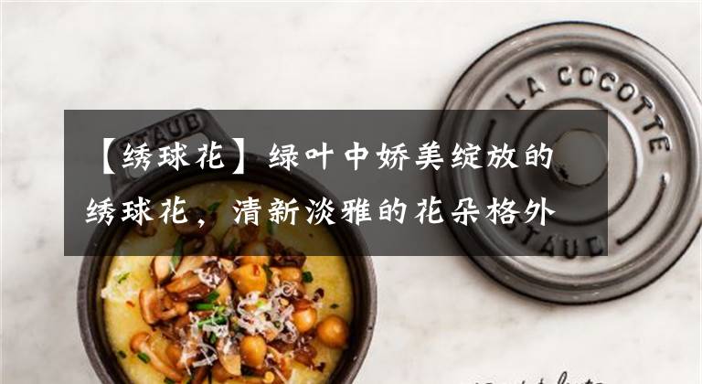 【绣球花】绿叶中娇美绽放的绣球花，清新淡雅的花朵格外烂漫，艳丽芬芳的美