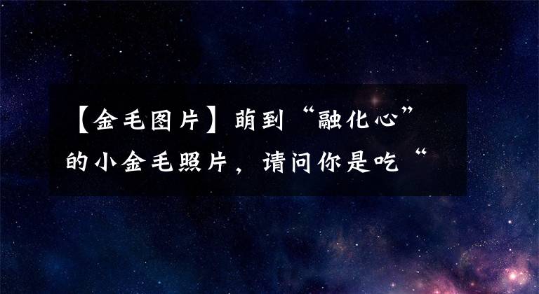 【金毛图片】萌到“融化心”的小金毛照片，请问你是吃“可爱多”长大的吗？