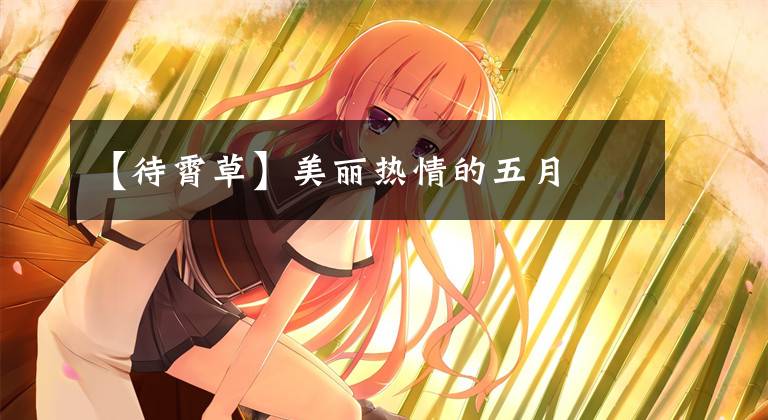 【待霄草】美丽热情的五月