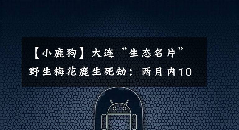 【小鹿狗】大连“生态名片”野生梅花鹿生死劫：两月内10多只命丧流浪狗之口
