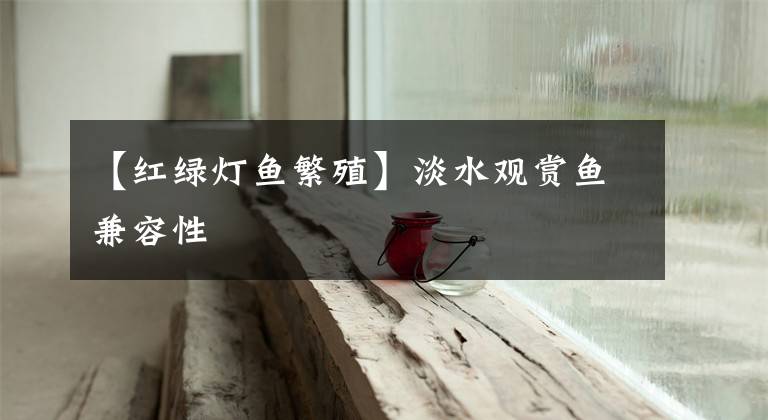 【红绿灯鱼繁殖】淡水观赏鱼兼容性