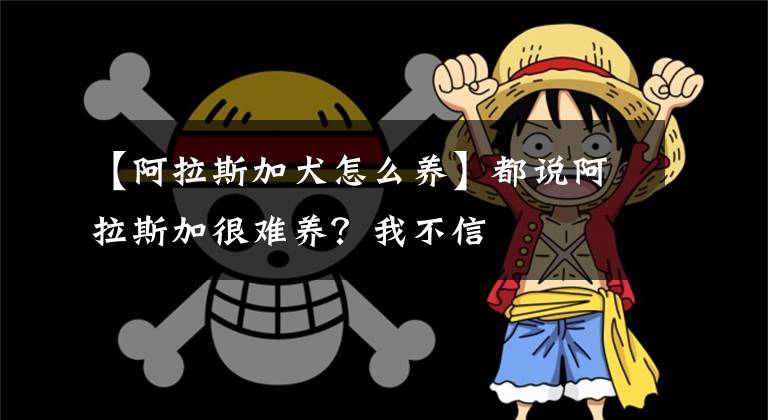 【阿拉斯加犬怎么养】都说阿拉斯加很难养?我不信