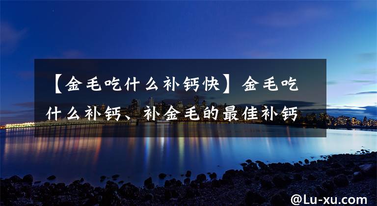 【金毛吃什么补钙快】金毛吃什么补钙、补金毛的最佳补钙食物？