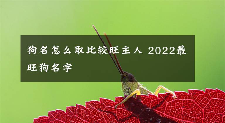 狗名怎么取比较旺主人 2022最旺狗名字