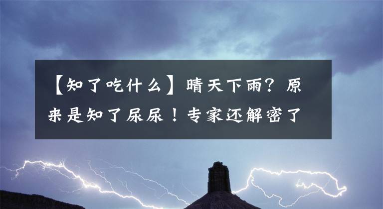 【知了吃什么】晴天下雨？原来是知了尿尿！专家还解密了这些