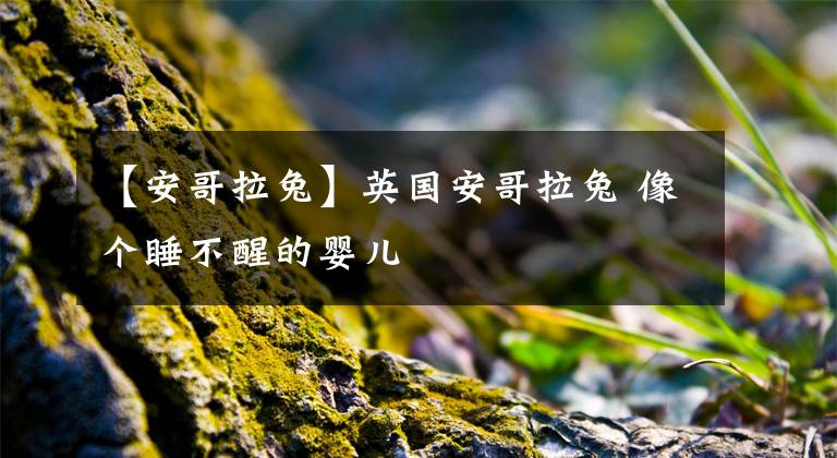 【安哥拉兔】英国安哥拉兔 像个睡不醒的婴儿