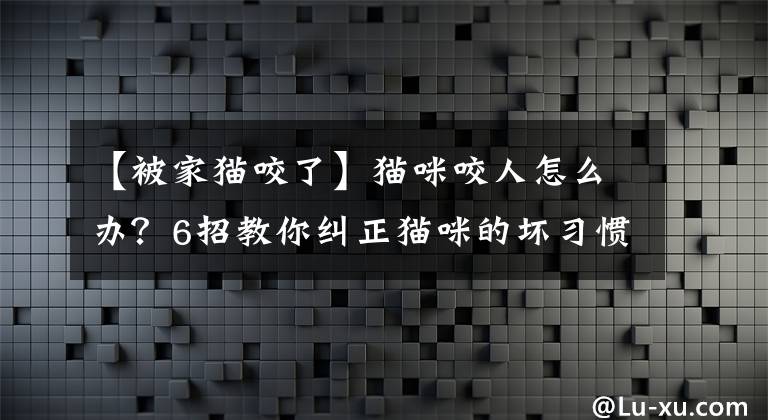 【被家猫咬了】猫咪咬人怎么办？6招教你纠正猫咪的坏习惯