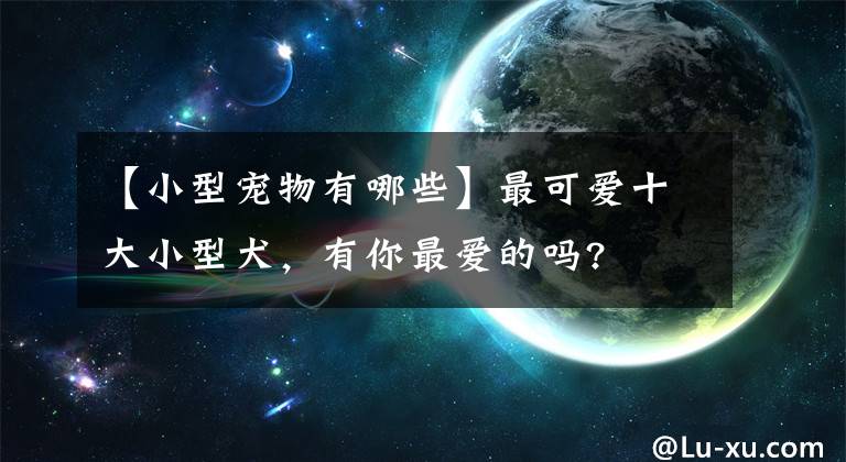 【小型宠物有哪些】最可爱十大小型犬,有你最爱的吗?
