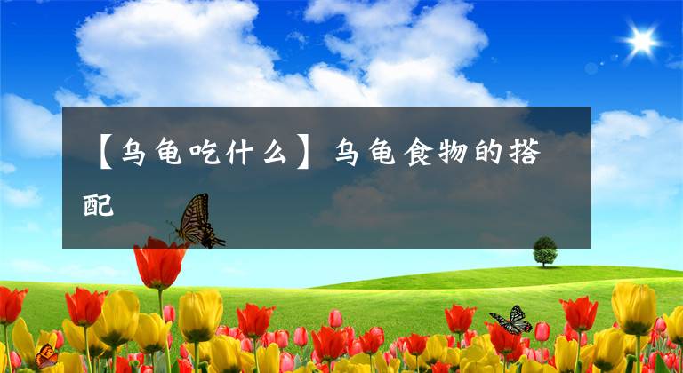 【乌龟吃什么】乌龟食物的搭配