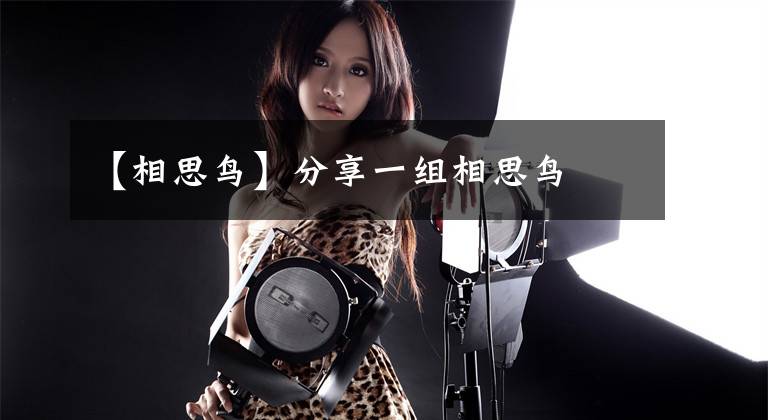 【相思鸟】分享一组相思鸟