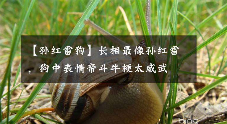 【孙红雷狗】长相最像孙红雷，狗中表情帝斗牛梗太威武