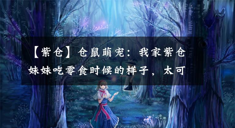 【紫仓】仓鼠萌宠：我家紫仓妹妹吃零食时候的样子，太可爱了