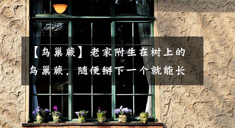 【鸟巢蕨】老家附生在树上的鸟巢蕨，随便掰下一个就能长，特别容易繁殖
