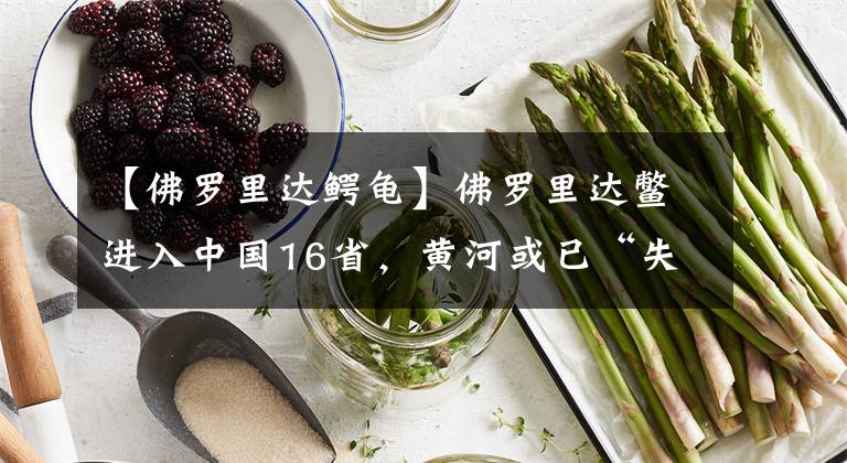 【佛罗里达鳄龟】佛罗里达鳖进入中国16省,黄河或已“失守”,会在野外泛滥吗?