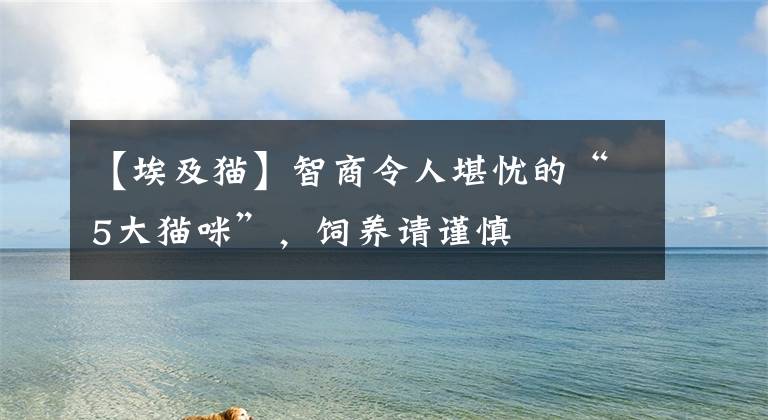 【埃及猫】智商令人堪忧的“5大猫咪”,饲养请谨慎