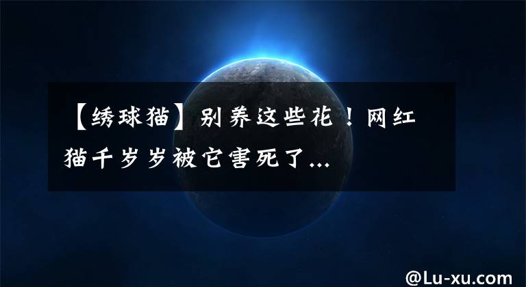 【绣球猫】别养这些花！网红猫千岁岁被它害死了...