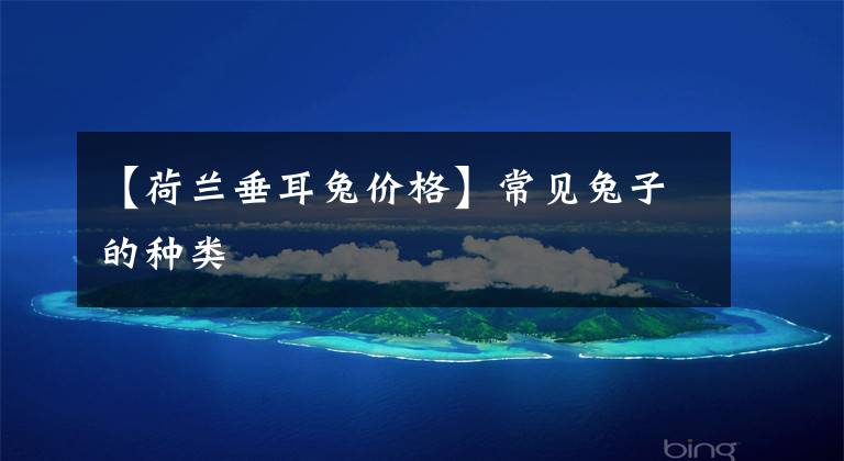 【荷兰垂耳兔价格】常见兔子的种类