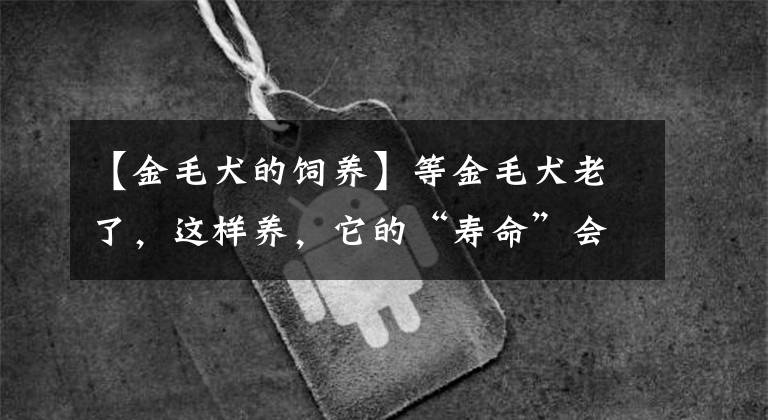 【金毛犬的饲养】等金毛犬老了，这样养，它的“寿命”会更长！
