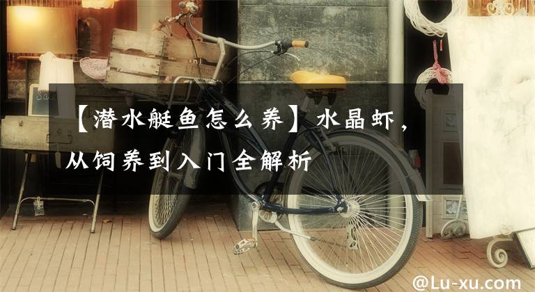 【潜水艇鱼怎么养】水晶虾，从饲养到入门全解析