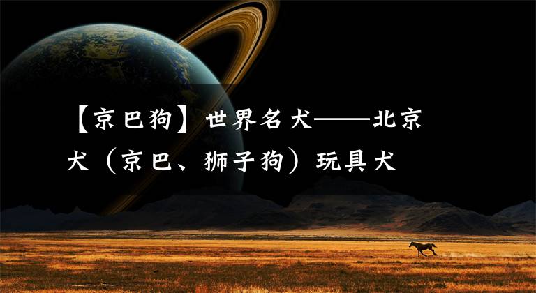 【京巴狗】世界名犬——北京犬(京巴、狮子狗)玩具犬
