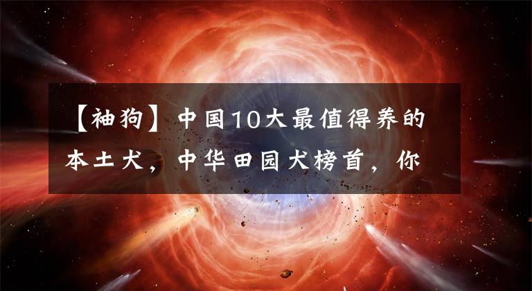 【袖狗】中国10大最值得养的本土犬，中华田园犬榜首，你最喜欢哪个？