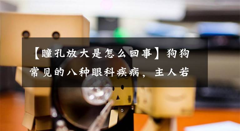 【瞳孔放大是怎么回事】狗狗常见的八种眼科疾病,主人若没注意,它们会让狗狗从此失明