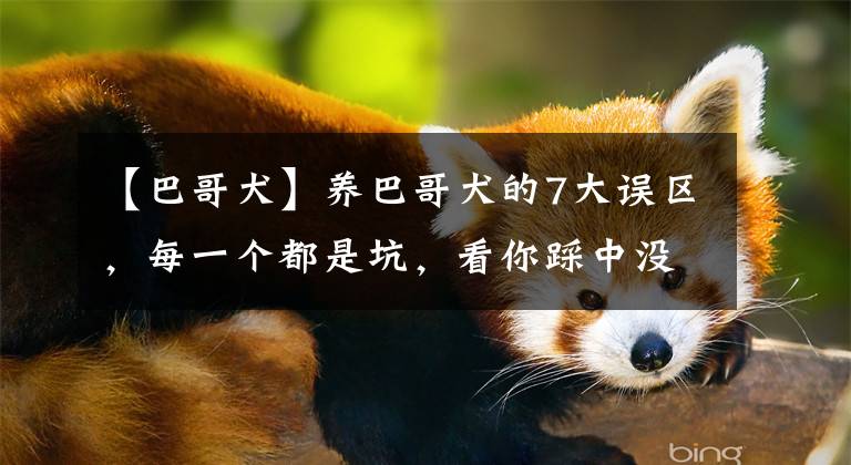 【巴哥犬】养巴哥犬的7大误区，每一个都是坑，看你踩中没