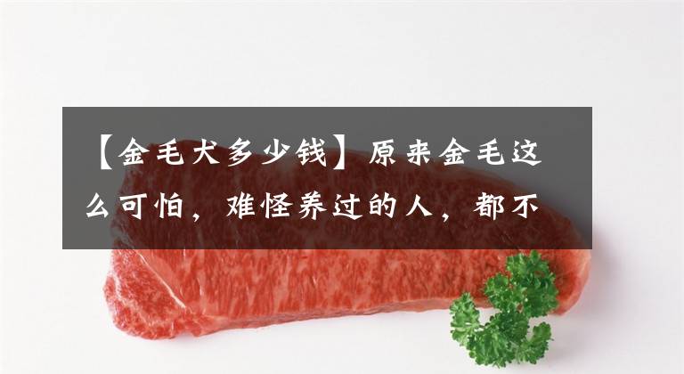 【金毛犬多少钱】原来金毛这么可怕,难怪养过的人,都不愿再养