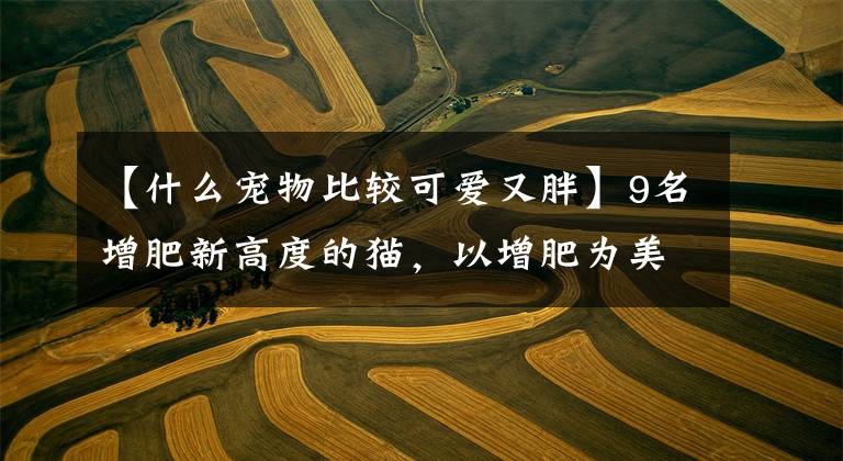 【什么宠物比较可爱又胖】9名增肥新高度的猫,以增肥为美,猫总是为了增肥而努力吃。