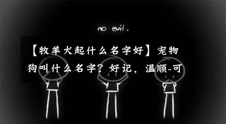 【牧羊犬起什么名字好】宠物狗叫什么名字?好记,温顺-可爱。