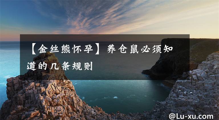 【金丝熊怀孕】养仓鼠必须知道的几条规则