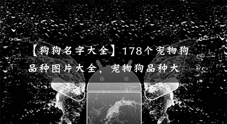 【狗狗名字大全】178个宠物狗品种图片大全，宠物狗品种大全